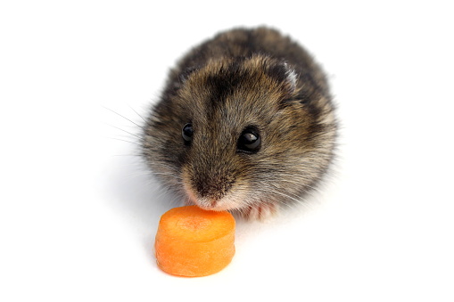 The hamster sits on a white background and eats a piece of carrot.