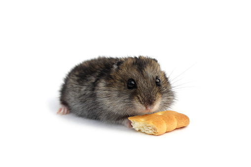On a white background there is a hamster with cookies.