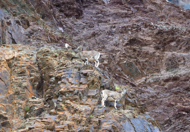 Blue Sheep Blue Sheep on rocky terrain in Himalaya blue sheep photos stock pictures, royalty-free photos & images