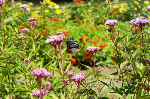istock Chestnut tiger butterflies come every year. 1411756676