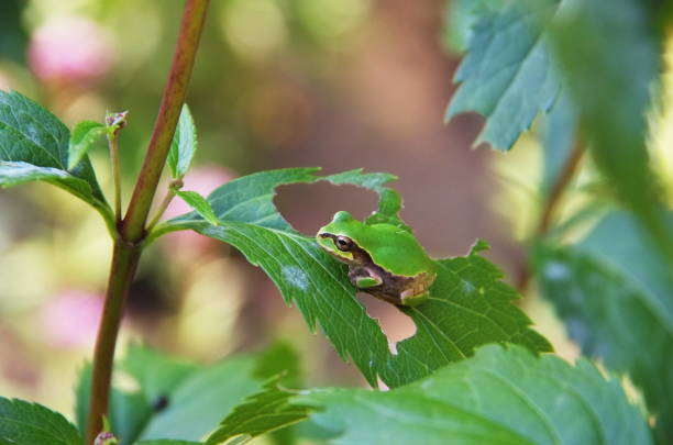 Mediterranean tree frog (Hyla meridionalis)