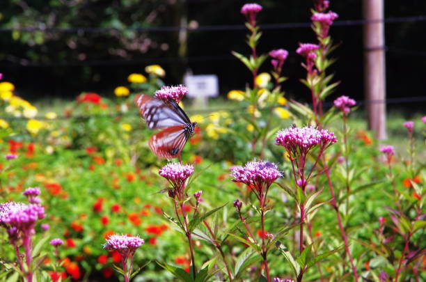 istock Chestnut tiger butterflies come every year. 1411756679