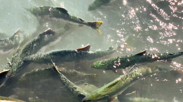 istock Spawning Salmon in Valdez, Alaska 1411756872