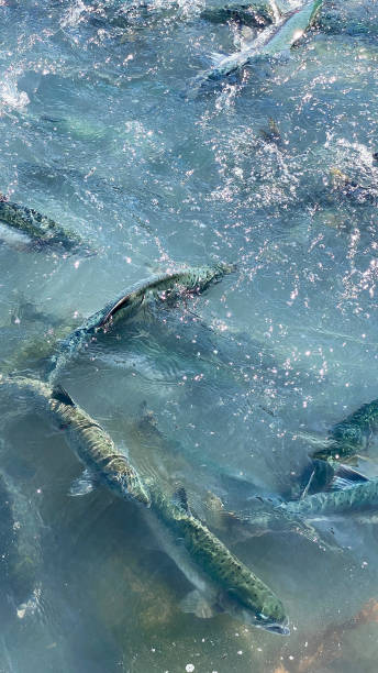 Spawning Salmon in Valdez, Alaska Driven by instinct, salmon push on to reach their spawning grounds. The salmon, of Valdez, Alaska, have made the long journey and are nearing the end. Nothing will stop the incredible desire to move forward. salmon underwater stock pictures, royalty-free photos & images