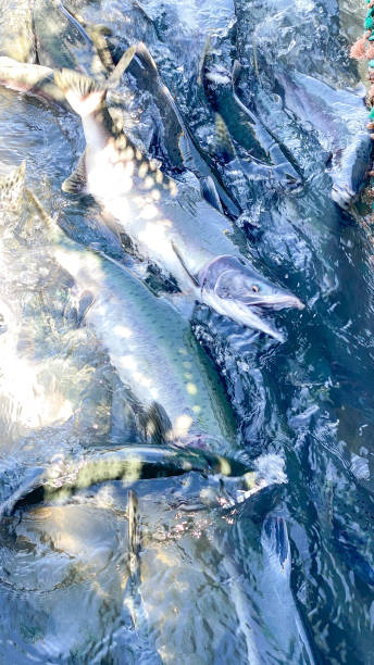 istock Spawning Salmon in Valdez, Alaska 1411756884