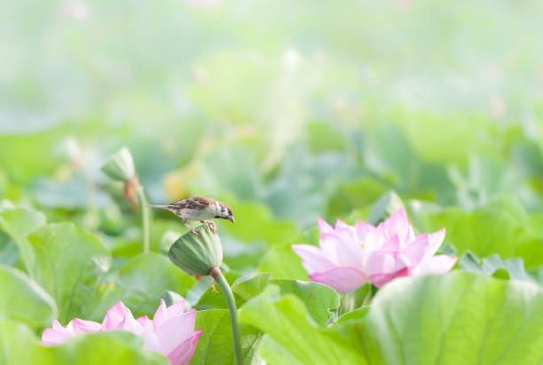 istock Sparrow and pink lotus flower in a pond 1411759813