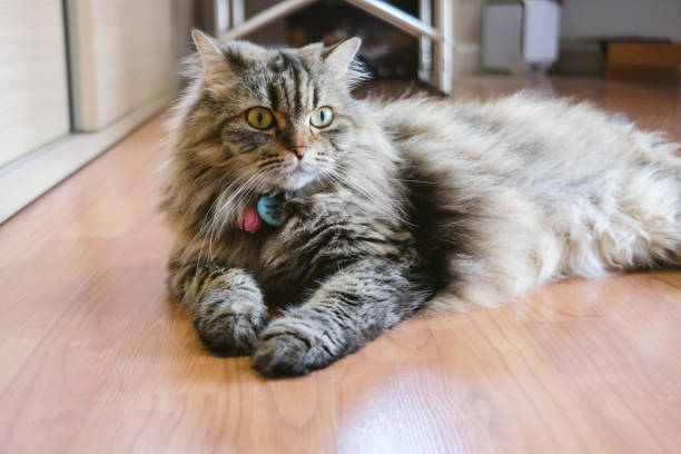 istock A Persian cat laying down on the floor. 1411759832