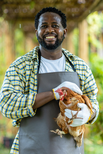 Man standing working in barn farm.  Man enjoy the chicken in the farm