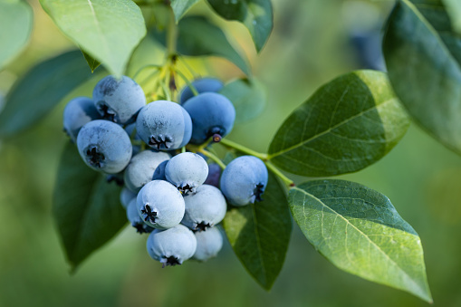 Blueberries - sweet, healthy berry fruit. Huckleberry bush. Blue ripe fruit on the healthy green plant. Close-up branch of ripe blueberry. Food plantation - blueberry field, orchard.