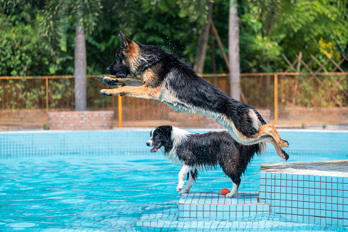 German shepherd and border collie play in the pool