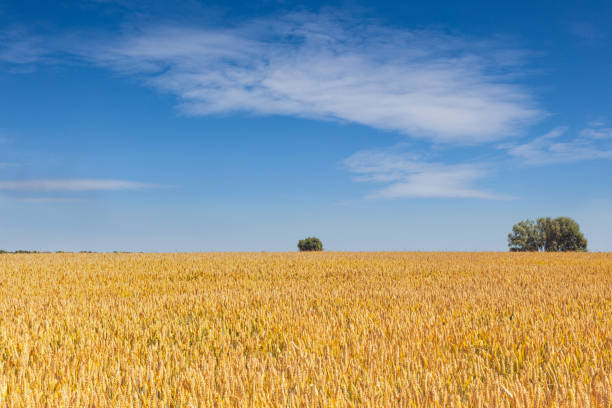Wheat field isolated on white background