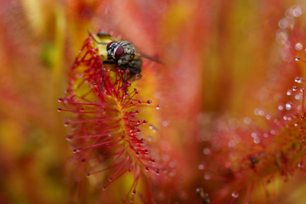 Flytrap Closeup