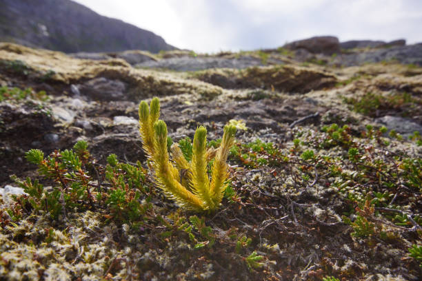Northern firmoss (Huperzia selago) on a rock, Northern Norway Huperzia selago, the northern firmoss or fir clubmoss, has a circumpolar distribution in temperate and boreal regions in both hemispheres. lycopodiaceae stock pictures, royalty-free photos & images