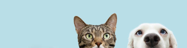 istock Banner head pets, cat and dog  hiding. Isolated on blue pastel background. 1411763501
