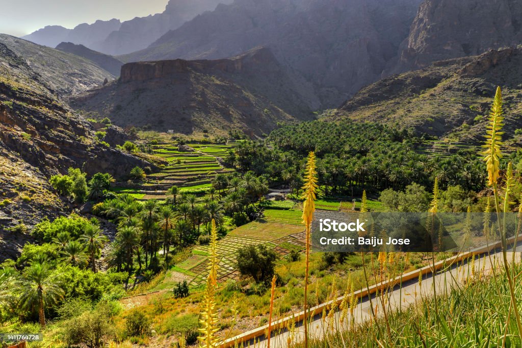 Beauty of Bilad Sayt, Sultanate of Oman Bilad Sayt, a fairy tale like village typical of the Arabian settlements of the past, is one of the most picturesque villages in Oman. Agricultural Field Stock Photo