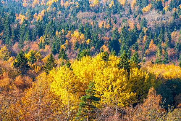 istock Mixed forest with beautiful autumn colours on the trees 1411764834