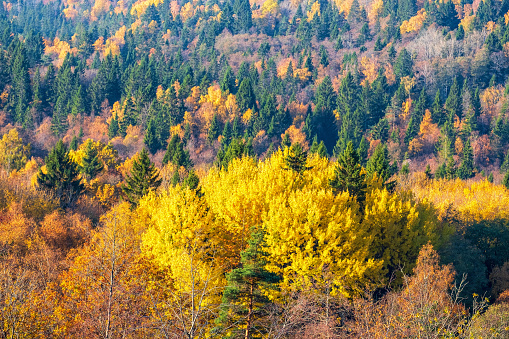 Mixed forest with beautiful autumn colours on the trees