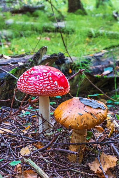 istock Fly agaric in a woodland 1411764837