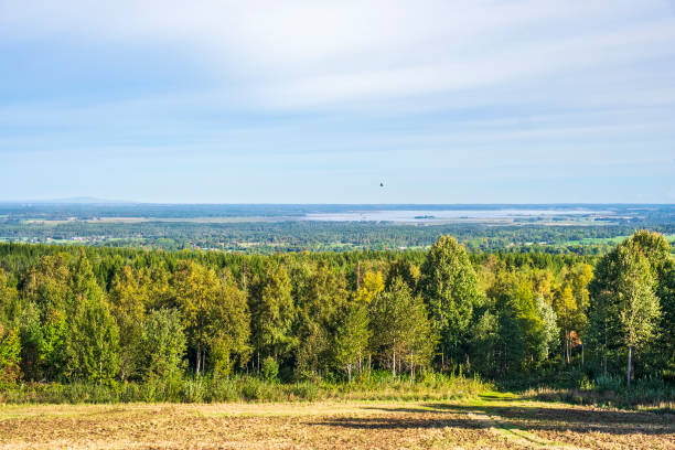 Beautiful aerial view at a forest landscape