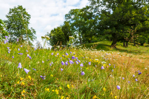 istock Harebell on a summer bed with oak trees 1411764870