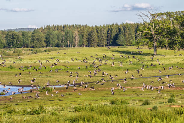 stado gęsi greylag przelatuje nad polem nad jeziorem - sweden summer swimming lake zdjęcia i obrazy z banku zdjęć