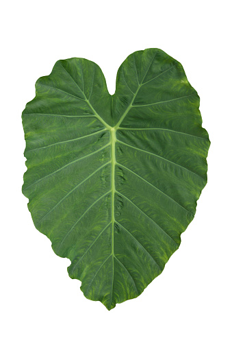 Green leaf of Alocasia macrorrhizos or Giant elephant's ear isolated on white background with clipping path.