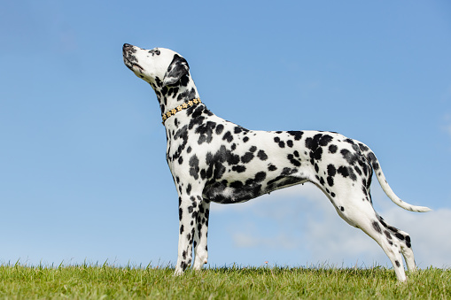 Headshot of a black and white Dalmation Dog
