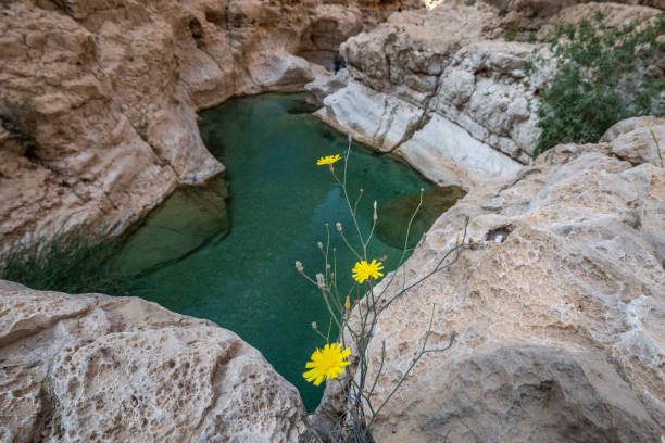 wadi al shab , sułtanat omanu. - oasis wadi al shab valley canyon zdjęcia i obrazy z banku zdjęć