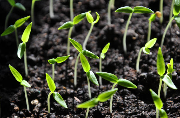 istock Stairs sweet pepper seedlings 1411768017
