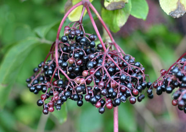 istock Bunch of elderberries with ripe berries 1411769440