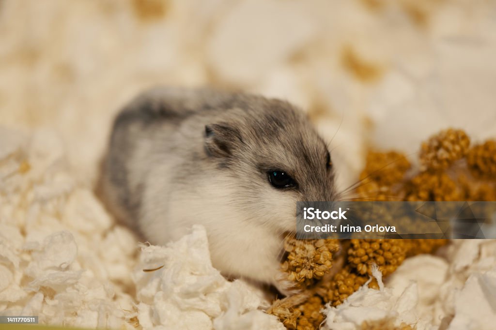 Can hamsters eat millet spray Clearance