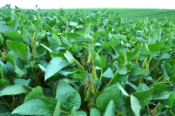istock Soybeans grow in the field 1411771440