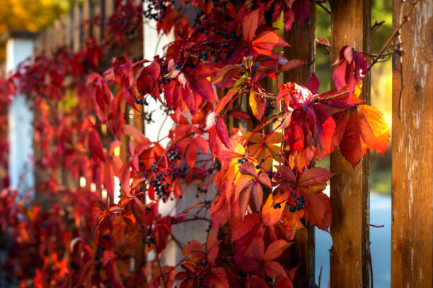 istock Close up of Autumn Wild Grape leaves 1411771624