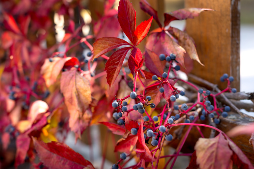 Close up of Autumn Wild Grape Creeper leaves fence, Colorful Fall Season