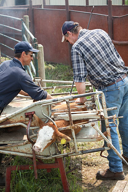 istock Farmers Branding Spring Calves 141177220