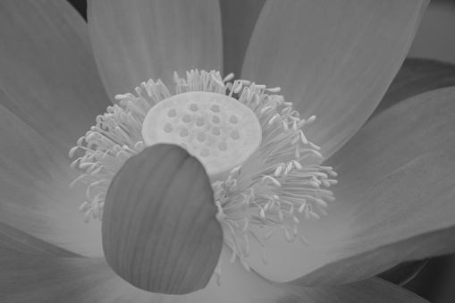 Lotus leaves and flowers on water