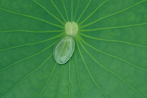 A large drop of water stood still on the lotus leaf.