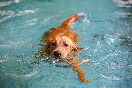 Golden Retriever swimming in the pool. Dog swimming. Dog smiling.