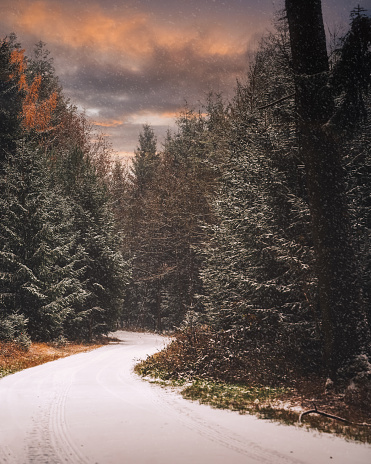 Pine trees on side of snow covered road at sunset.