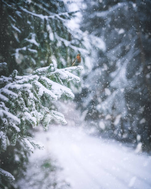 robin on snow covered tree, winter scene, christmas scene - spruce tree fotos imagens e fotografias de stock