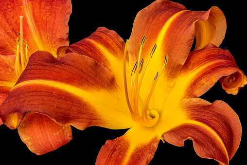 Fine art still life color macro image of a single isolated wide open red orange yellow day lily blossom on black background with detailed texture in vintage painting style