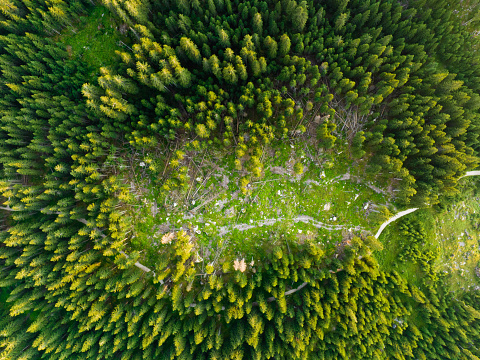 View from above, aerial view of a mountain forest destroyed by the cutting of trees. Dolomites, Italy. Concept of deforestation, environmental damage.