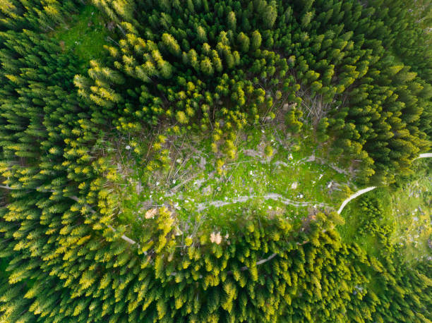 View from above, aerial view of a mountain forest destroyed by the cutting of trees. Dolomites, Italy. Concept of deforestation, environmental damage. View from above, aerial view of a mountain forest destroyed by the cutting of trees. Dolomites, Italy. Concept of deforestation, environmental damage. reforestation stock pictures, royalty-free photos & images
