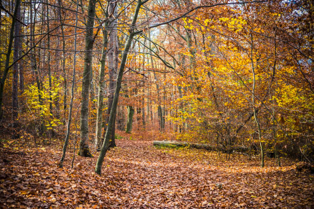 istock beautiful moments in the autumn forest 1411775089
