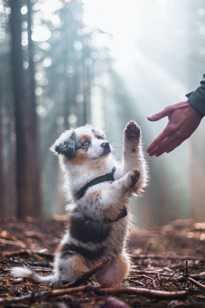 istock Cute Blue merle, Australian Shepherd puppy is learning new commands needed to raise a hunting dog. Paw submission. Rays of light shining on the male and female dog. Funny expression 1411775272