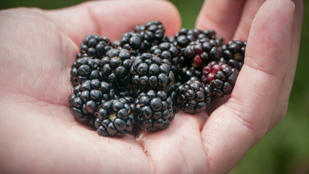 istock Fistful of blackberries in a white hand by the bush 1411775926