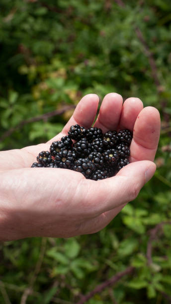istock Fistful of blackberries in a white hand by the bush 1411775932