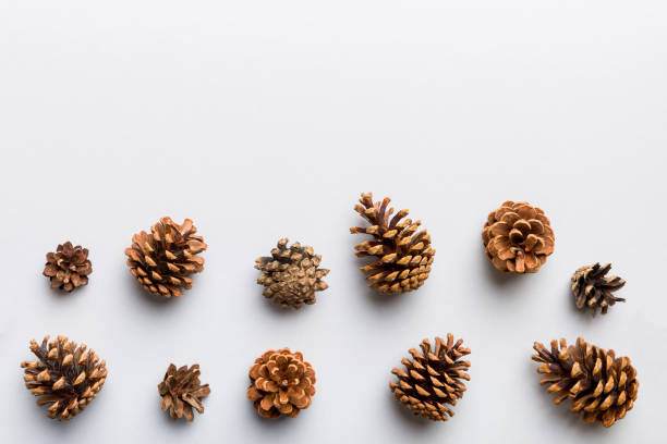 istock Christmas pine cones on colored paper border composition. Christmas, New Year, winter concept. Flat lay, top view, copy space 1411776049
