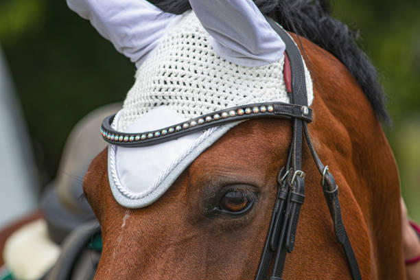 istock Horse head detail 1411776944
