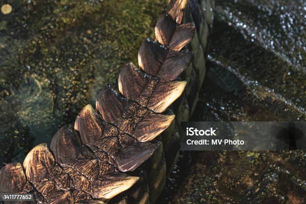 Alligator Tail Detail Stock Photo - Download Image Now - Alligator, Tail, American Alligator